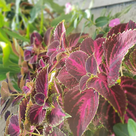 Europa فندق Rhodes City