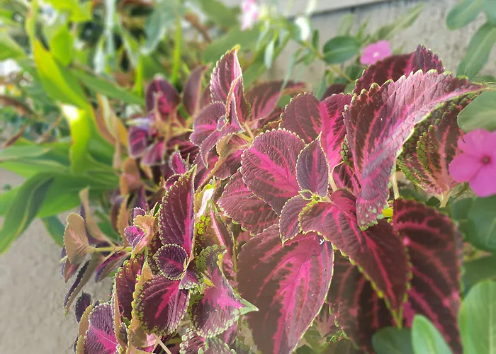 Europa Hotel Rhodes City